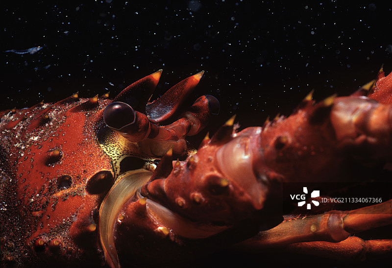 加州太平洋海刺龙虾的眼睛图片素材