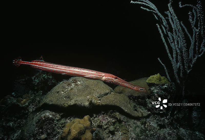 加勒比海底的喇叭鱼图片素材