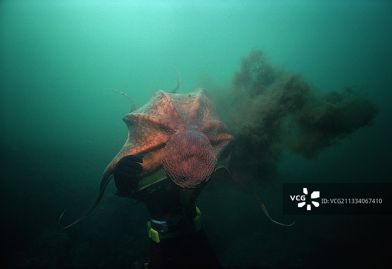 潜水员与巨型太平洋章鱼图片素材