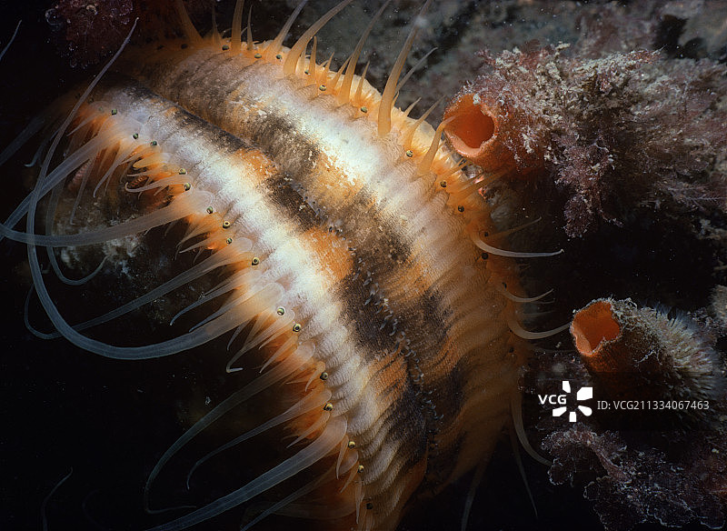 太平洋覆盖海绵的巨型扇贝图片素材