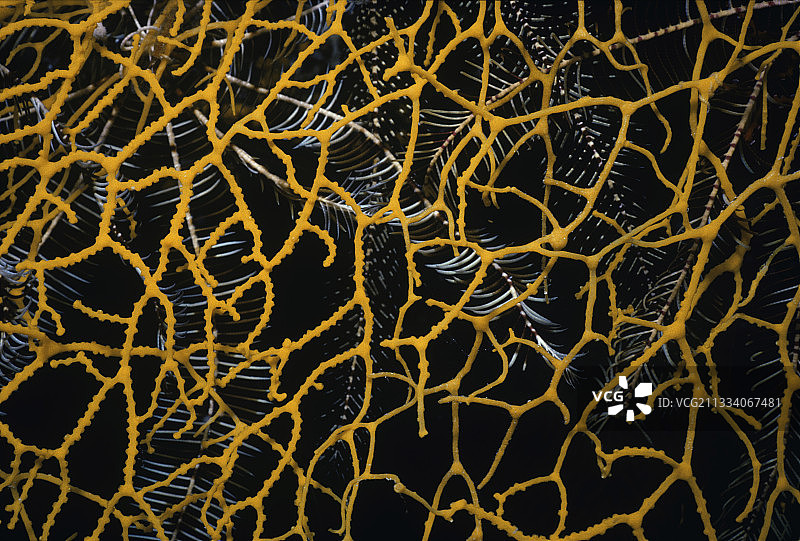 红海埃及的柳珊瑚与羽毛海百合图片素材