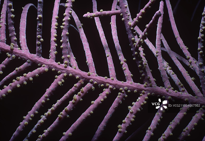 加勒比海夜间的紫色海鞭珊瑚图片素材