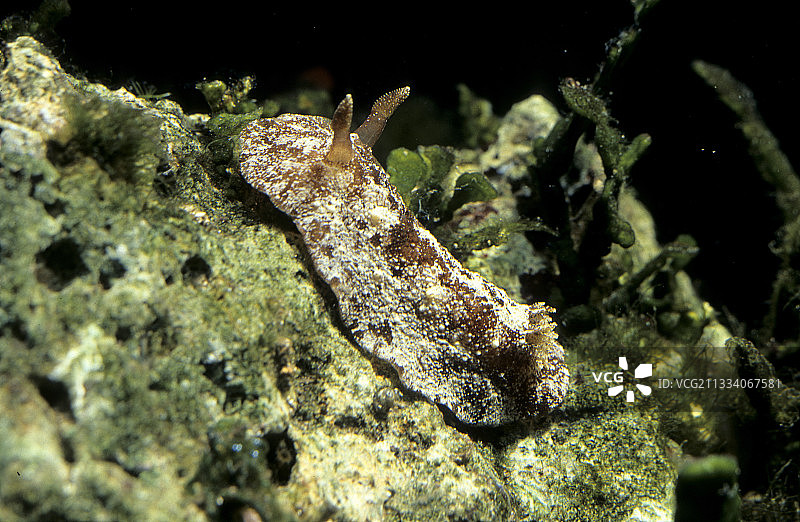 疣海牛，撒丁岛斯廷蒂诺图片素材