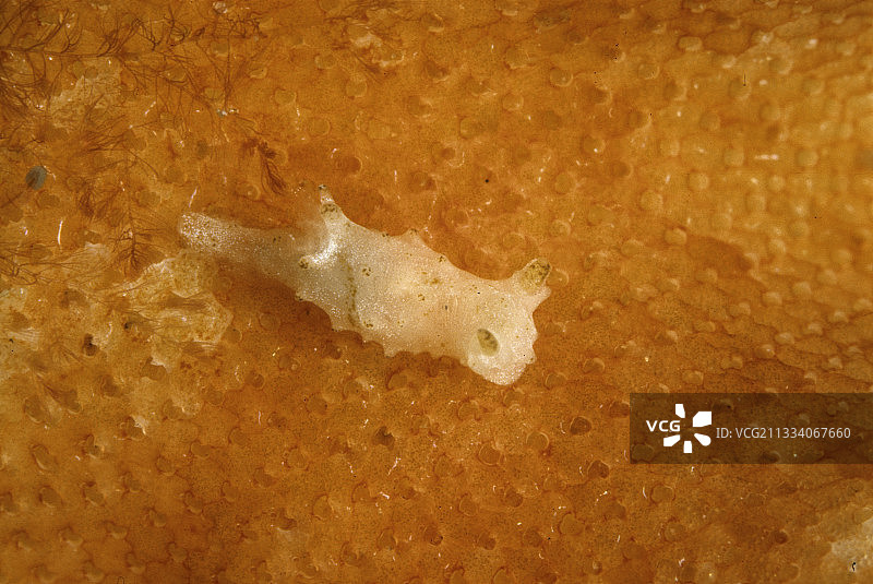 星眼海牛，地点：撒丁岛斯廷蒂诺图片素材