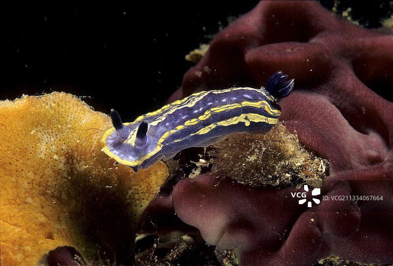 二线多彩海牛裸鳃海蛞蝓，阿尔盖罗，撒丁岛图片素材