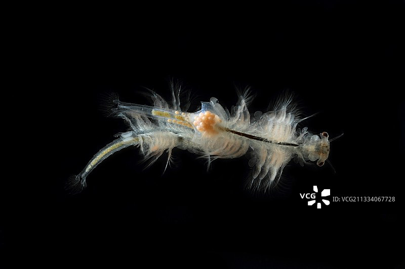 交配前的丰年虾图片素材