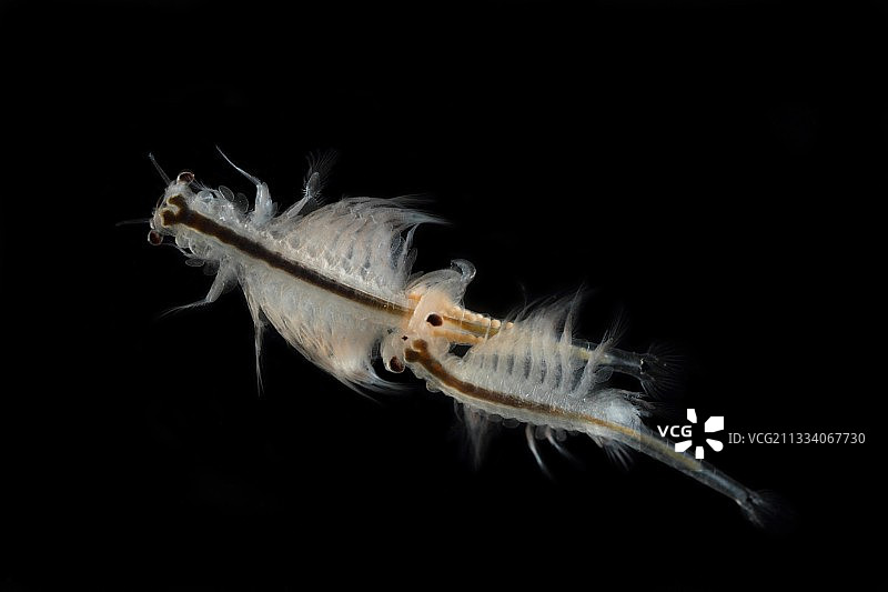 交配前的丰年虾图片素材