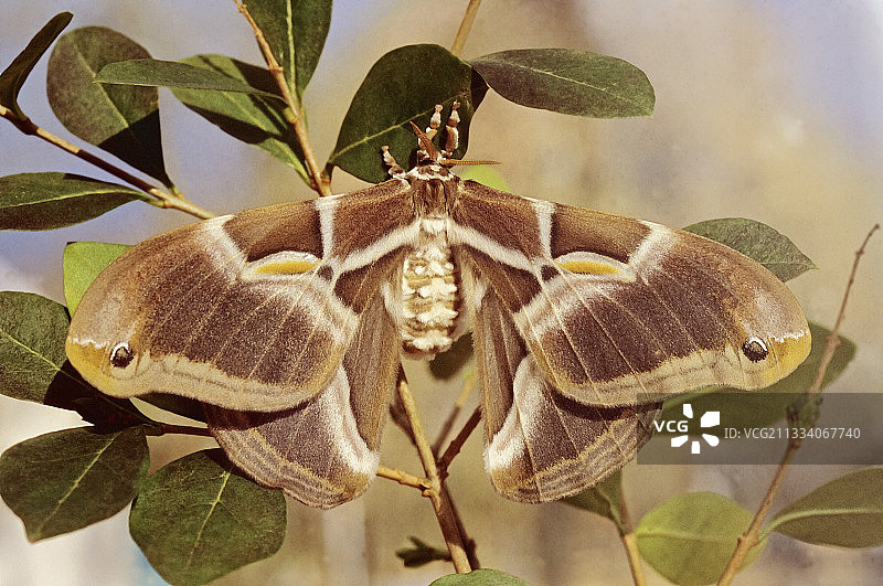 柞蚕在树枝上图片素材