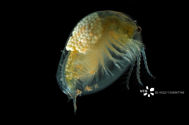 黑色背景上的德克萨斯州拟蝎卵虾雌性和卵图片素材
