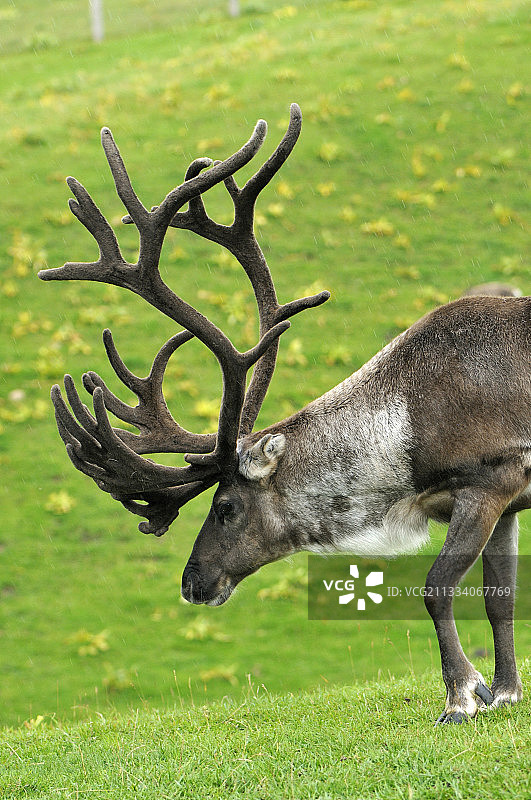夏季法国极地公园草地上的雄性驯鹿图片素材