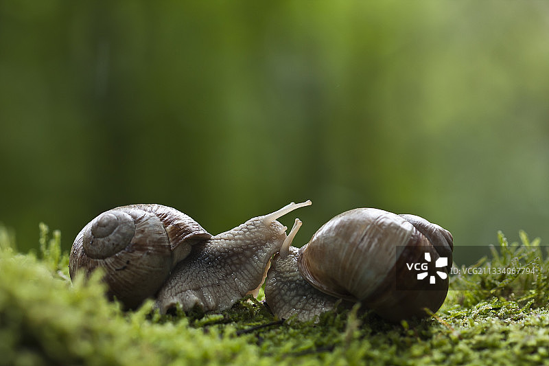 在法国孚日省发现的一对勃艮第蜗牛图片素材