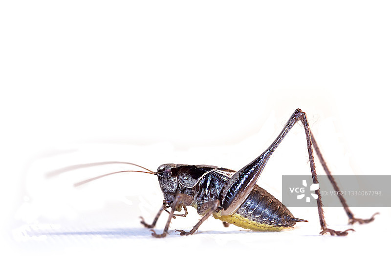 棚拍的雌性灌木蟋蟀图片素材