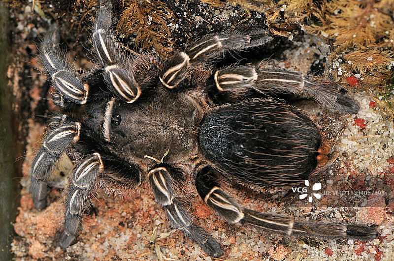 陆生节肢动物在玻璃容器中的动画展示，地点：劳滕巴赫-泽尔图片素材