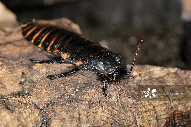 陆生节肢动物在玻璃容器中的动画展示，地点：劳滕巴赫-泽尔图片素材
