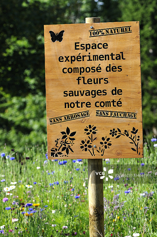 种植无需浇水和修剪的野花图片素材