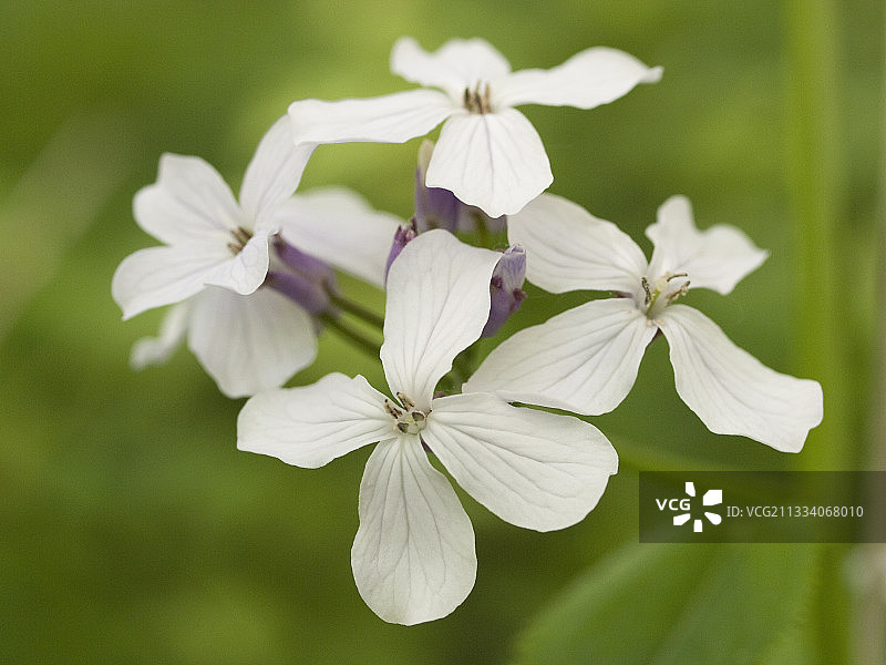 法国汝拉山脉的多年生诚实花特写图片素材