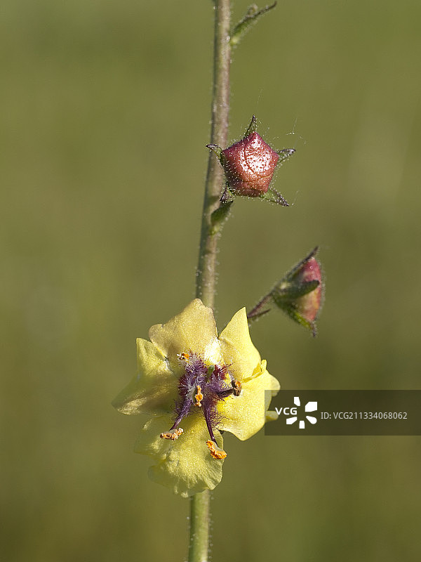 法国汝拉山脉春季的黑毛蕊花图片素材