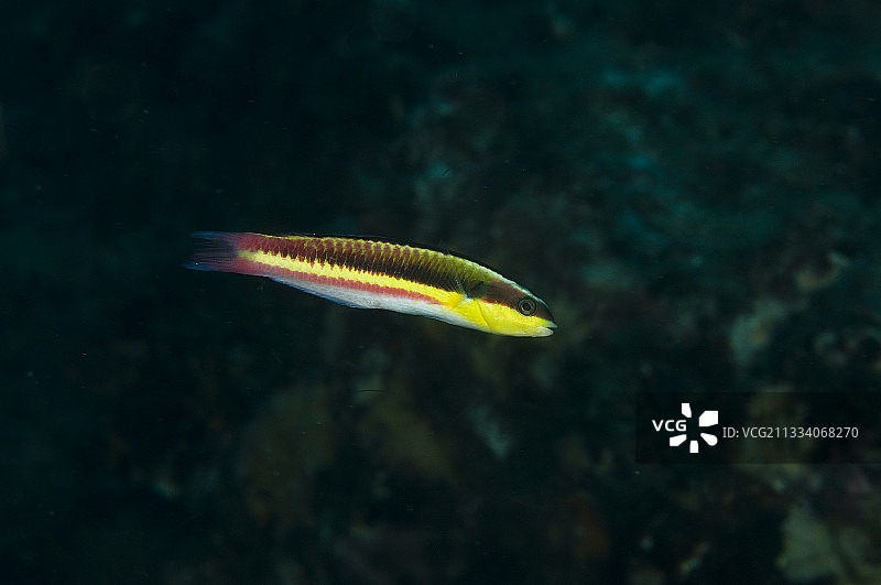 卡波普尔莫国家公园的科特斯彩虹濑鱼（墨西哥）图片素材