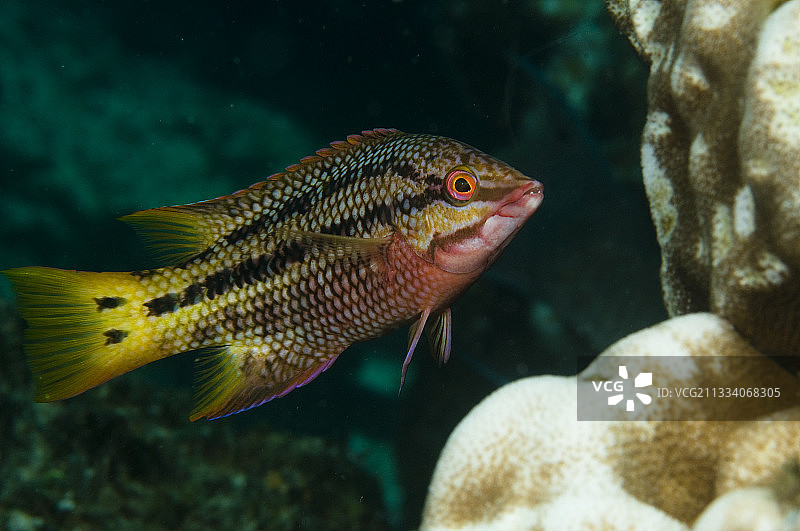 墨西哥卡波普尔莫国家公园的丝带神猪鱼图片素材