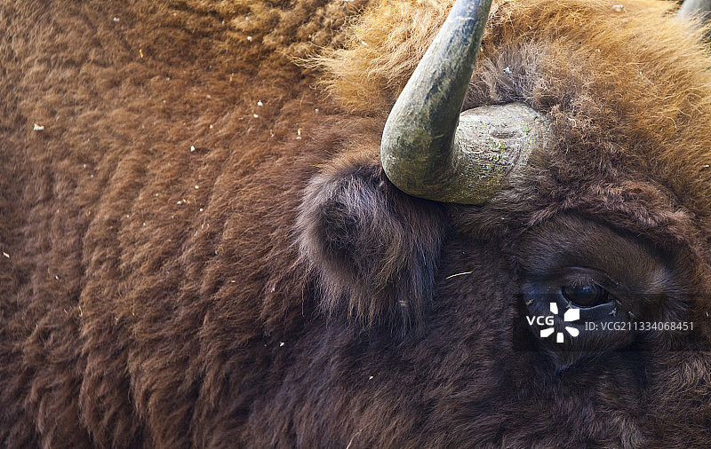 西班牙重新引进中心的欧洲野牛图片素材