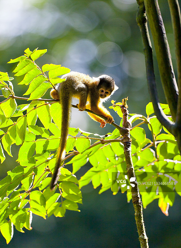 树上的松鼠猴图片素材
