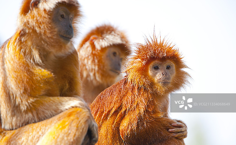 一群爪哇苏里图片素材