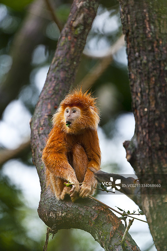 坐在树枝上的爪哇叶猴图片素材