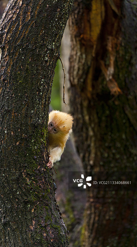 树上的爪哇叶猴头部特写图片素材