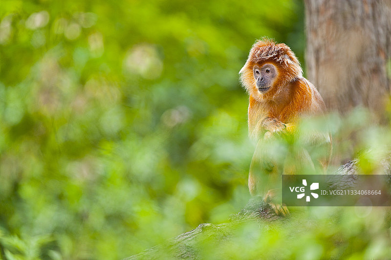 树枝上的爪哇苏里猴图片素材
