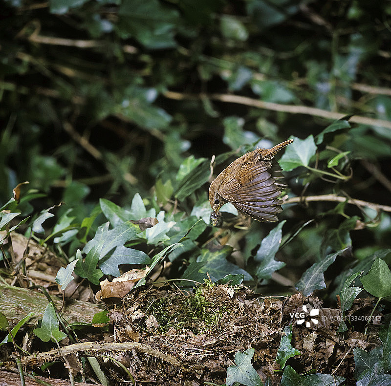 鹪鹩喂食幼鸟图片素材