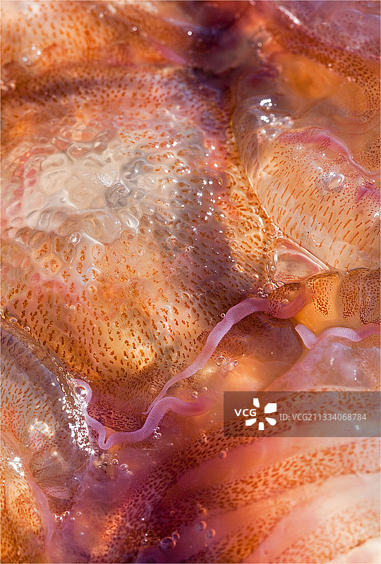 滨海自由城海滩上的淡紫色刺胞水母图片素材