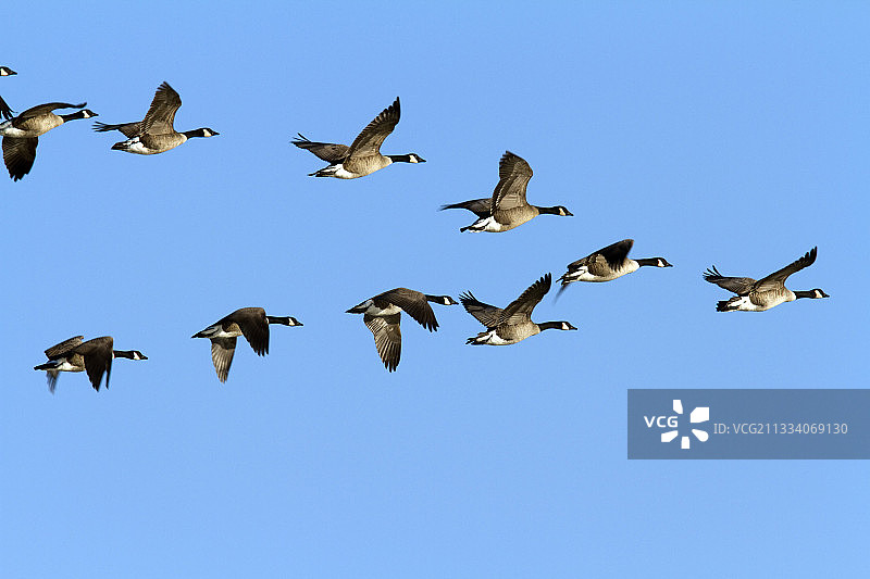 魁北克圣皮埃尔湖上空飞翔的加拿大黑雁图片素材