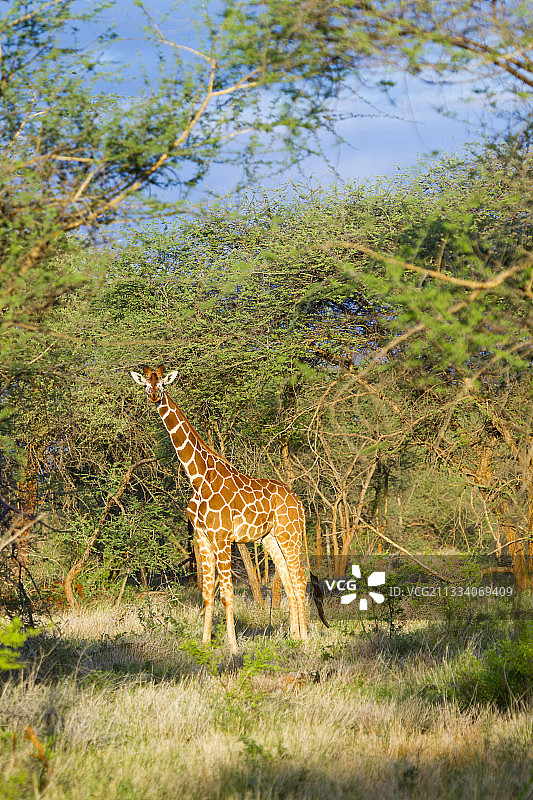 肯尼亚金合欢丛林中的网纹长颈鹿图片素材