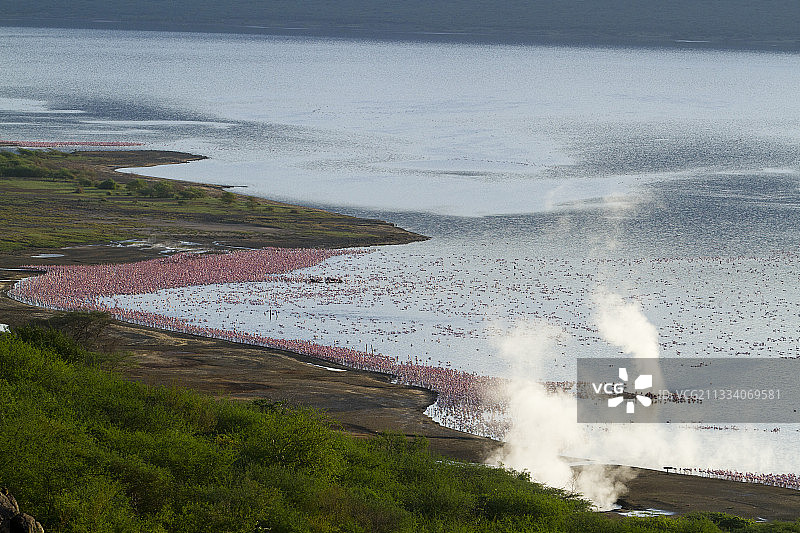 博戈里亚湖肯尼亚小红鹳群和间歇泉图片素材