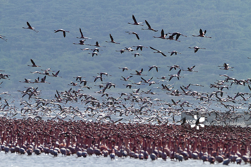 雄性小红鹳在肯尼亚博戈里亚湖求偶图片素材