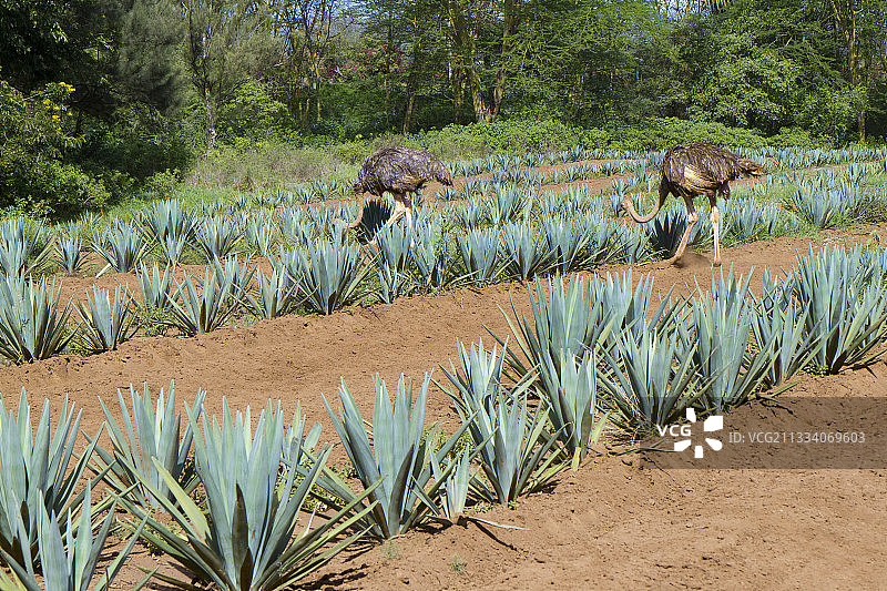 剑麻田中雌性鸵鸟，肯尼亚图片素材