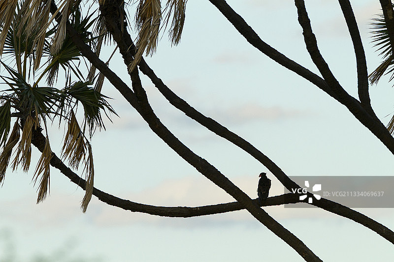 栖息在棕榈树上的猛雕，摄于肯尼亚梅鲁国家公园图片素材