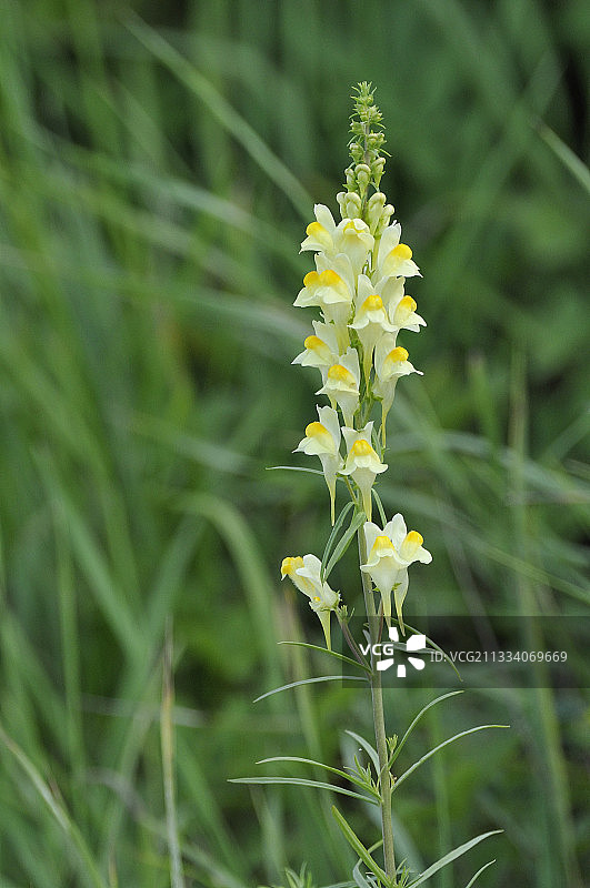 法国布列塔尼的鲜花、黄油和鸡蛋图片素材