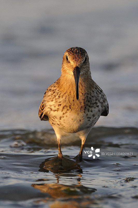 圣布里厄海湾的弯嘴滨鹬，法国图片素材