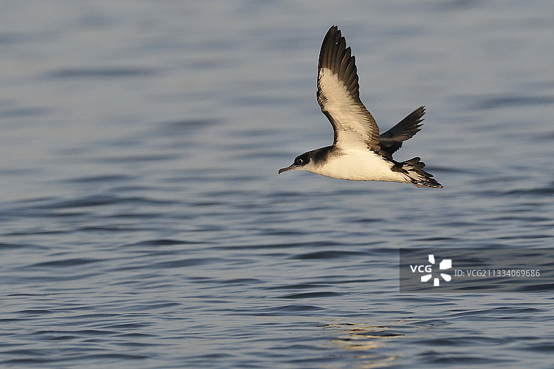 曼克斯海鸥飞行，法国圣布里厄湾图片素材