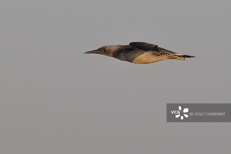 法国圣布里厄湾的塘鹅飞行图片素材