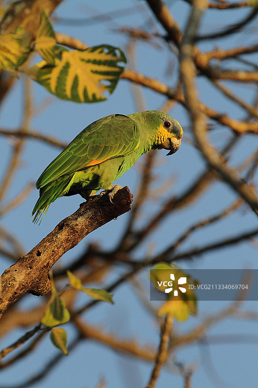 栖息在树枝上的委内瑞拉橙翅亚马逊鹦鹉图片素材