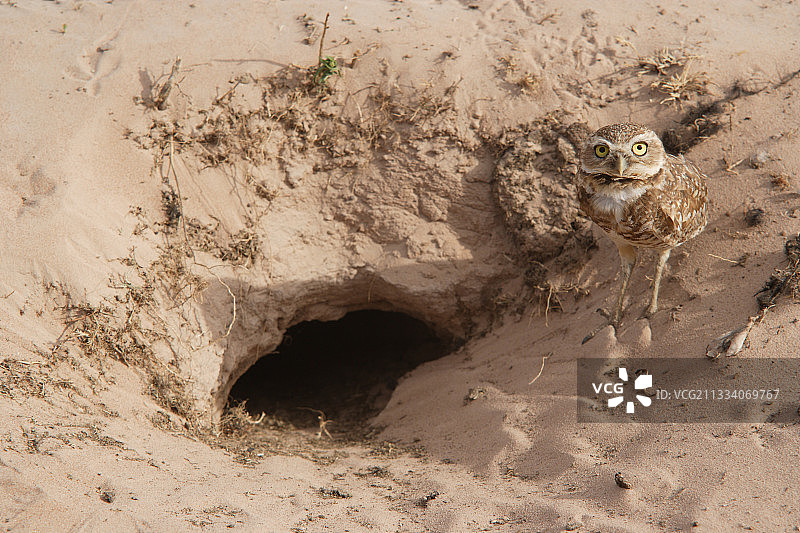 委内瑞拉亚诺斯草原上穴鸮的巢穴图片素材