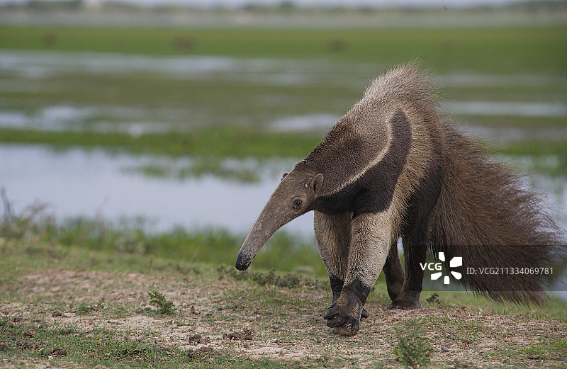 委内瑞拉亚诺斯草原上的成年大食蚁兽图片素材