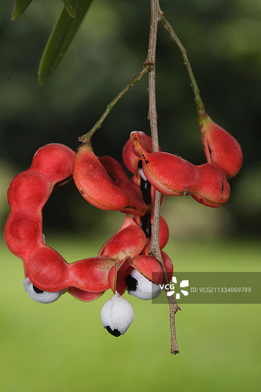委内瑞拉成熟的豆荚释放种子图片素材