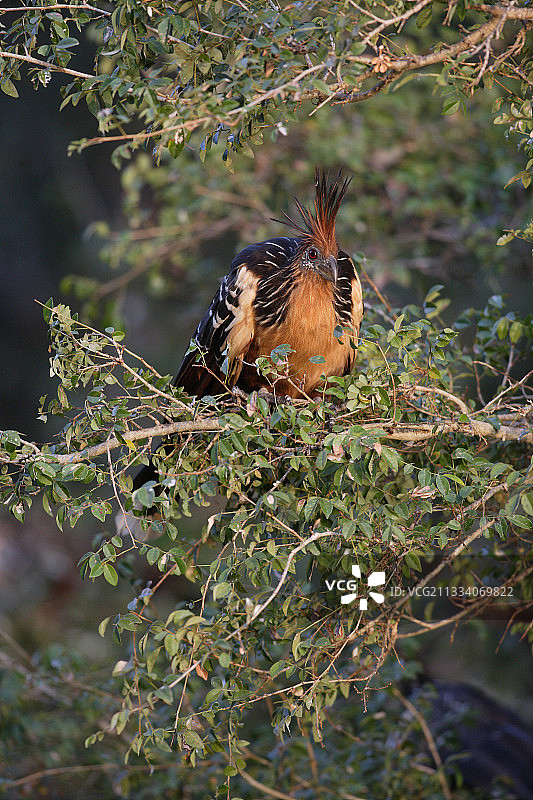 委内瑞拉河边树上的麝雉图片素材