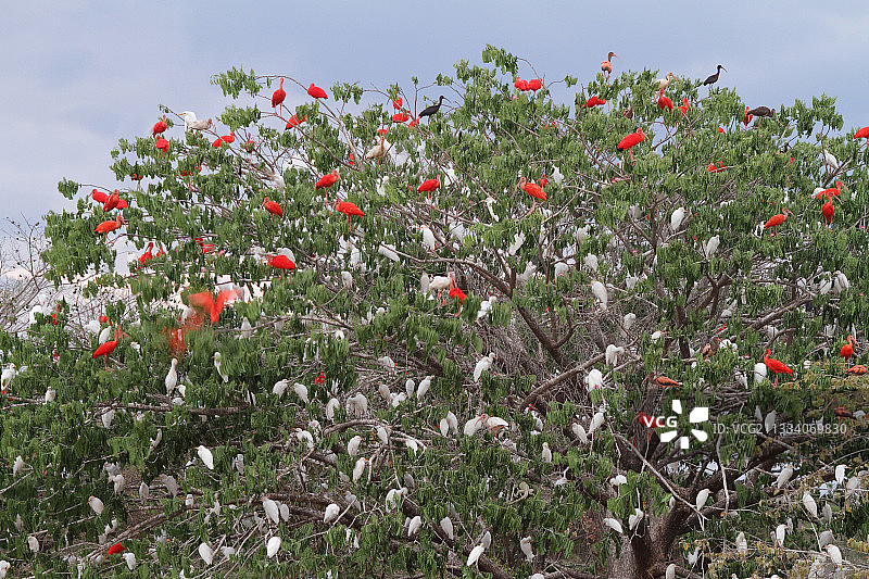 委内瑞拉的红鹮和苍鹭群栖地图片素材