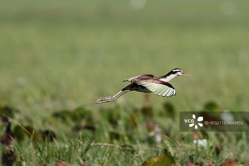 在委内瑞拉亚诺斯飞行的年轻北美洲麝雉图片素材