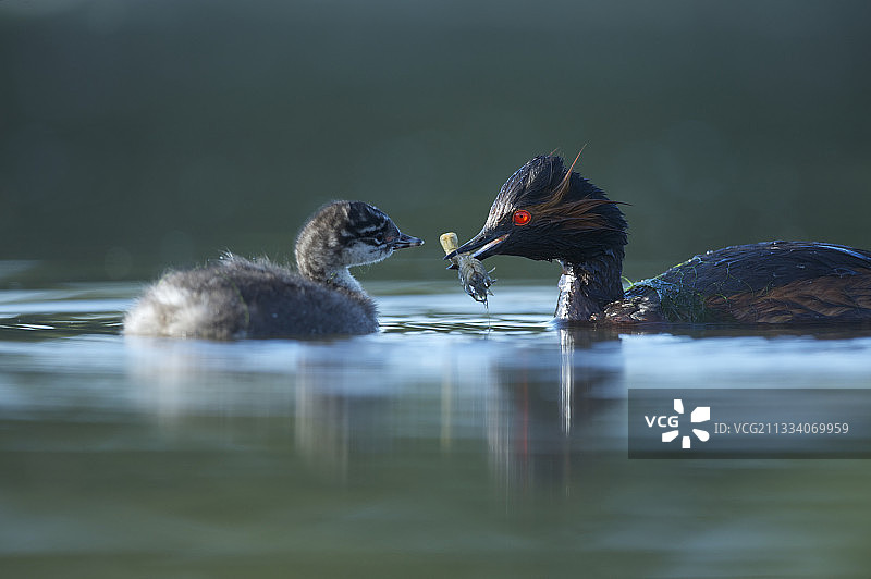角鸊鷉及其雏鸟在法国索洛涅捕食小龙虾图片素材