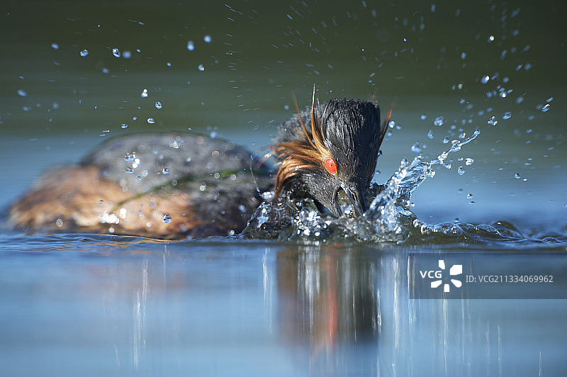 红颈䴙䴘在法国索洛涅吃小龙虾图片素材